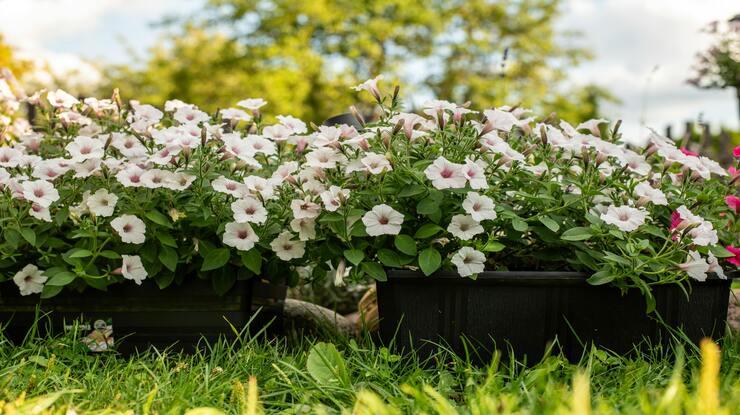 Summer Projects Announced free photo of close up of potted