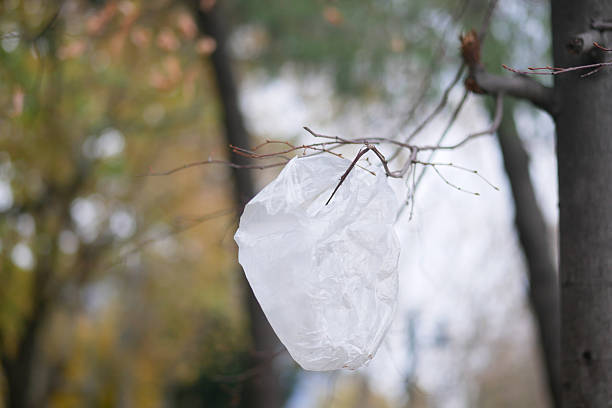 The Invisible Dangers of Litter in Our Local Parks a plastic bag hangs in branches of a tree on a cloudy day.